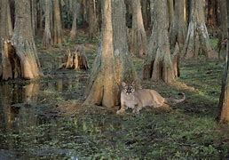 The Story of Big Cypress Swamp in Six Animals